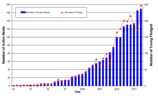 Bald eagles continue to soar in New Jersey with record numbers in 2019