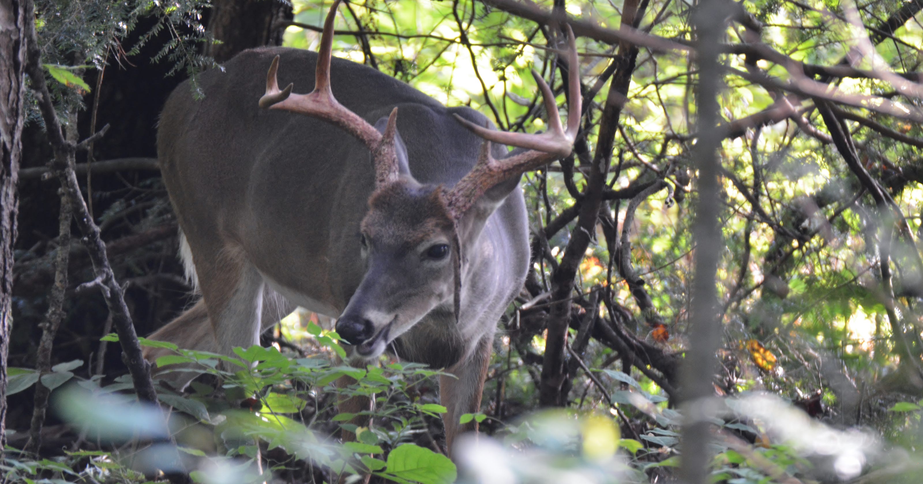 Hunting changes in MS Deer season dates, WMA checkin affected