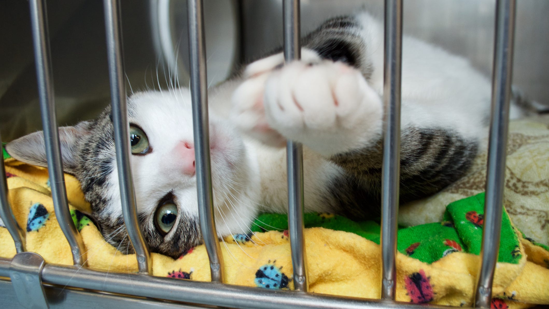 Lollypop Farm Is Waiving Cat Adoption Fees Thursday To Free Up Shelter Space