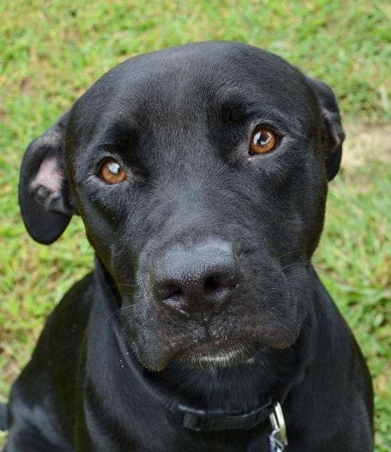 South Jersey Regional Animal Shelter: Pet keeps homeless man living South Jersey Regional Animal Shelter: Pet keeps homeless man living