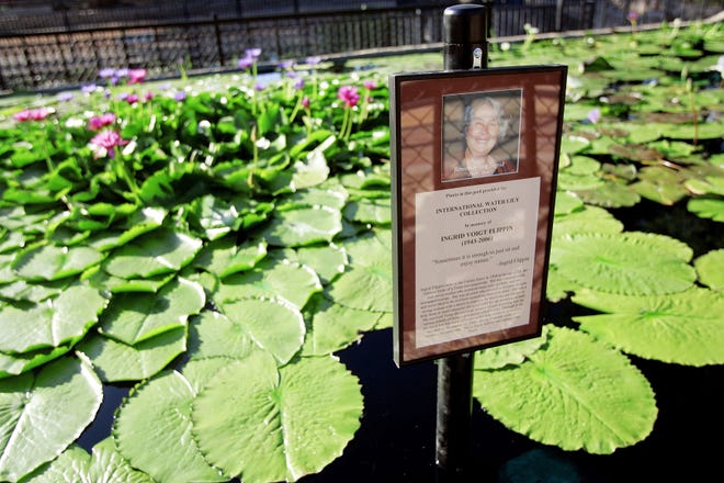 A photo and sign honoring the life and memory of Ingrid Flippin is seen at the International Waterlilly Collection at Civic League Park in 2007. Many of Ken Landon's hybrid creations honor local people he has known. Flippin regularly visited the park to enjoy the waterlillies.