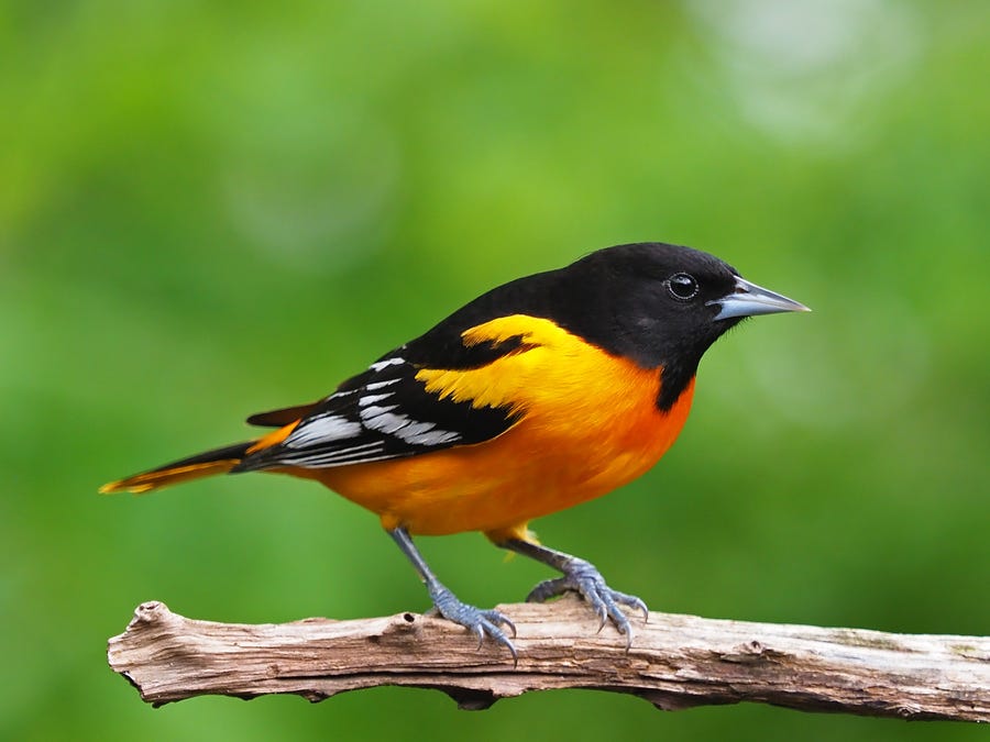 A Baltimore oriole. The study found that the U.S. and Canada have lost 1 in 4 breeding birds since 1970, which is 2.9 billion birds gone in less than a human lifetime.