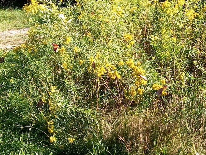 Look closely at this photo, how many monarch butterflies can you find?