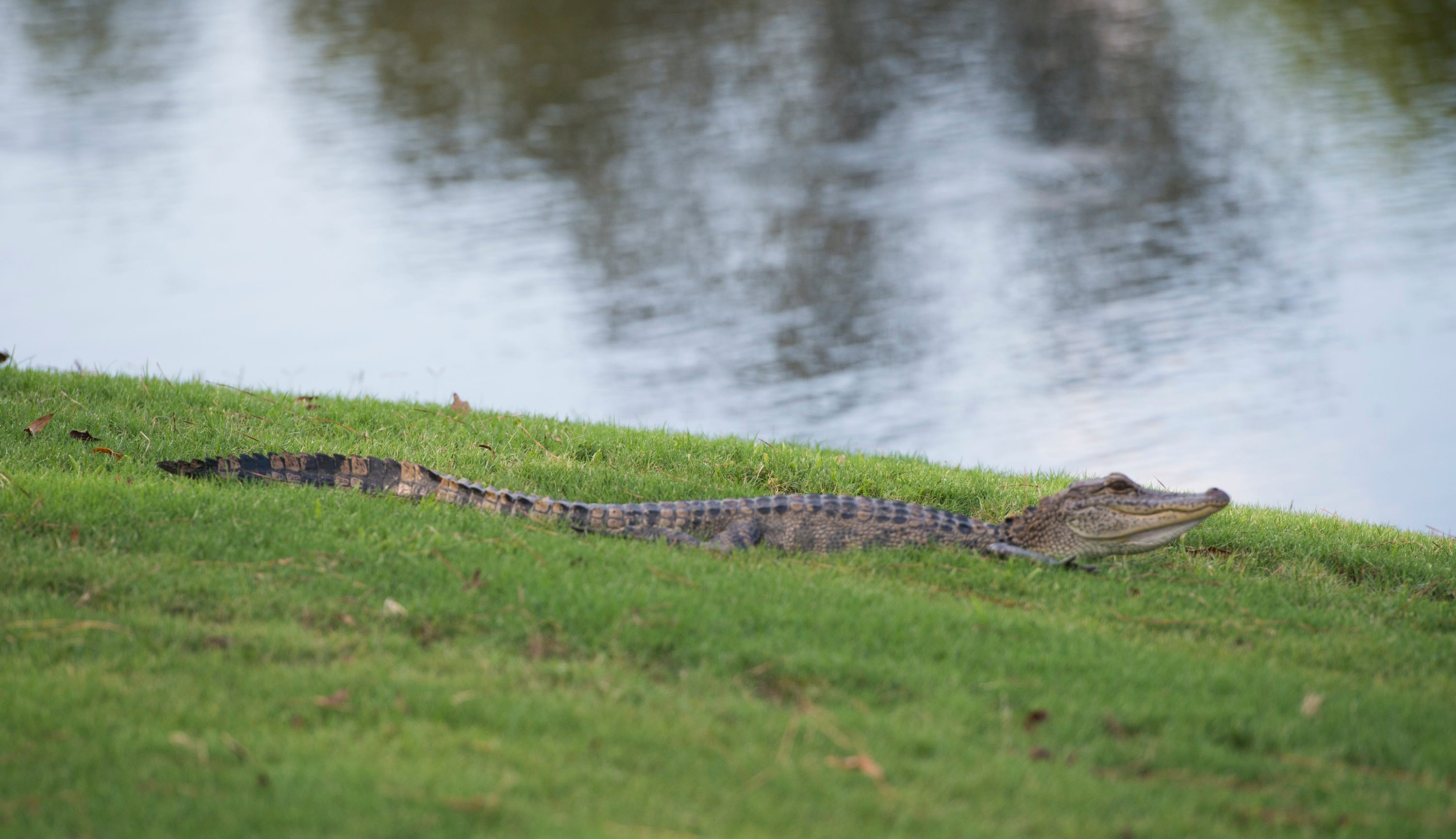 Privilegium garage Margaret Mitchell The PGA Tour stops in Jackson where onlookers will include alligators
