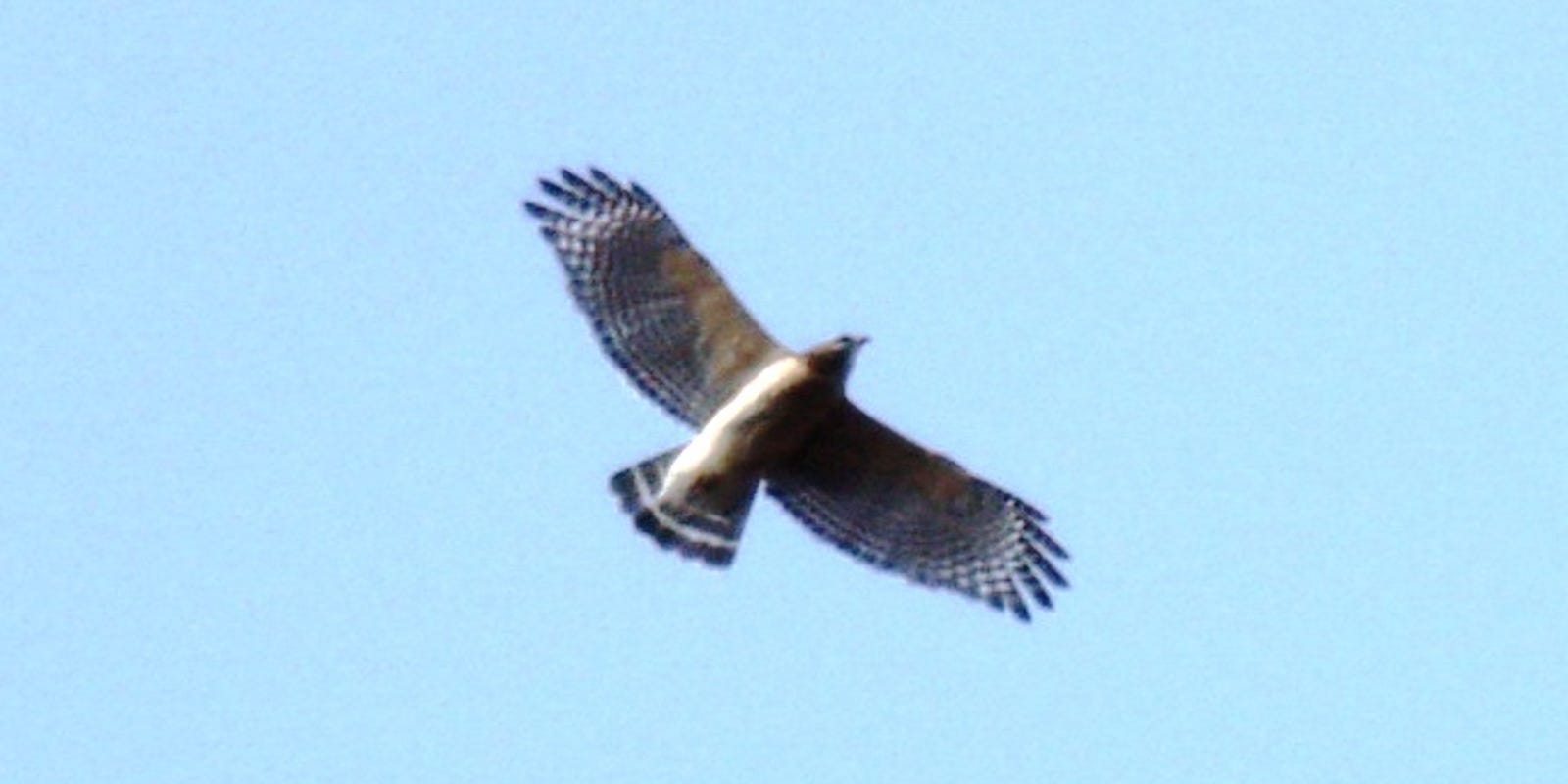 Wisconsin Bird Watchers Take In Spectacle Of Hawks On Fall Migration