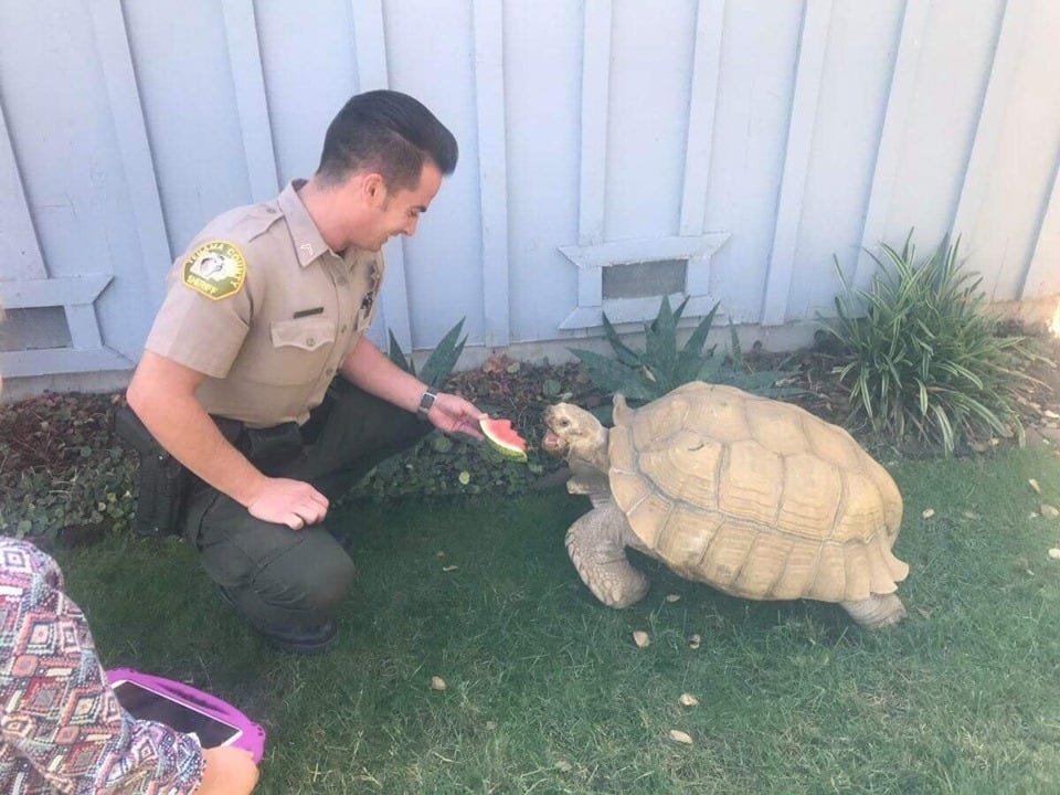 It S Mating Season Any Ideas Why This Tortoise Went Out On A Romp