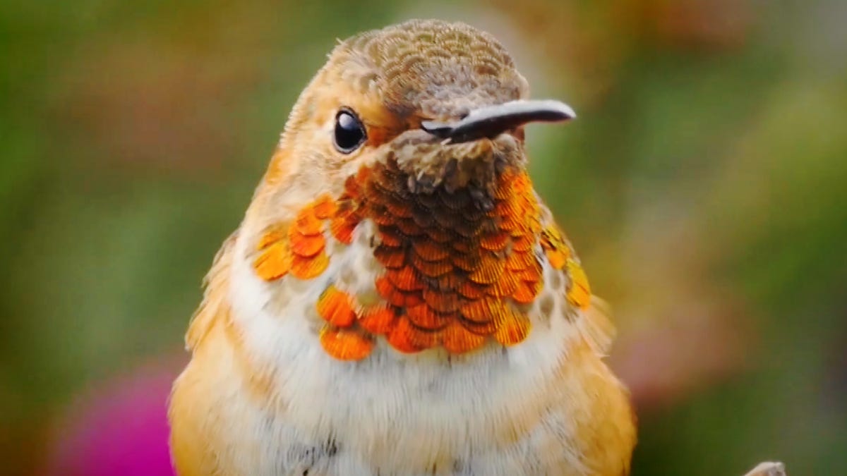 North America has lost nearly three billion birds since 1970, a new study says, which also found significant population declines among hundreds of bird species, including those once considered plentiful.