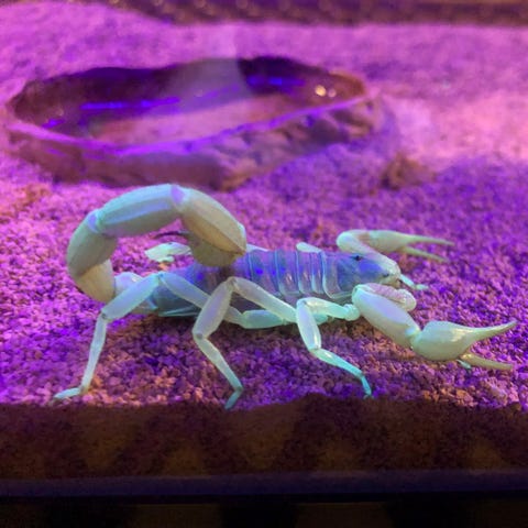 In this Aug. 18, 2019, photo, a scorpion appears i