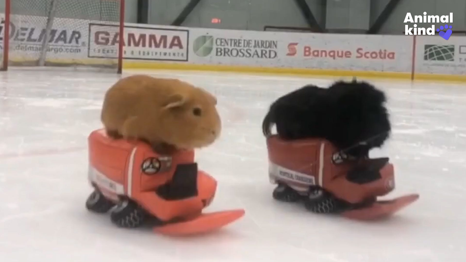 Guinea Pigs On Zambonis Zoom Across Ice Rink