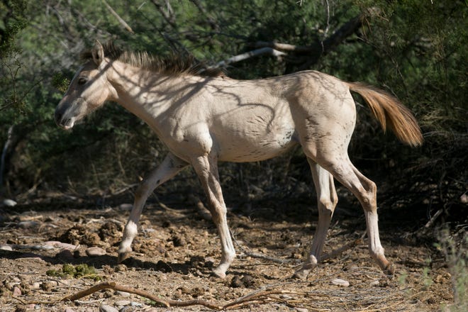Bands of wild horses search for food and shade along the salt river on September 12, 2019 in the Tonto National Forest, Ariz. 
