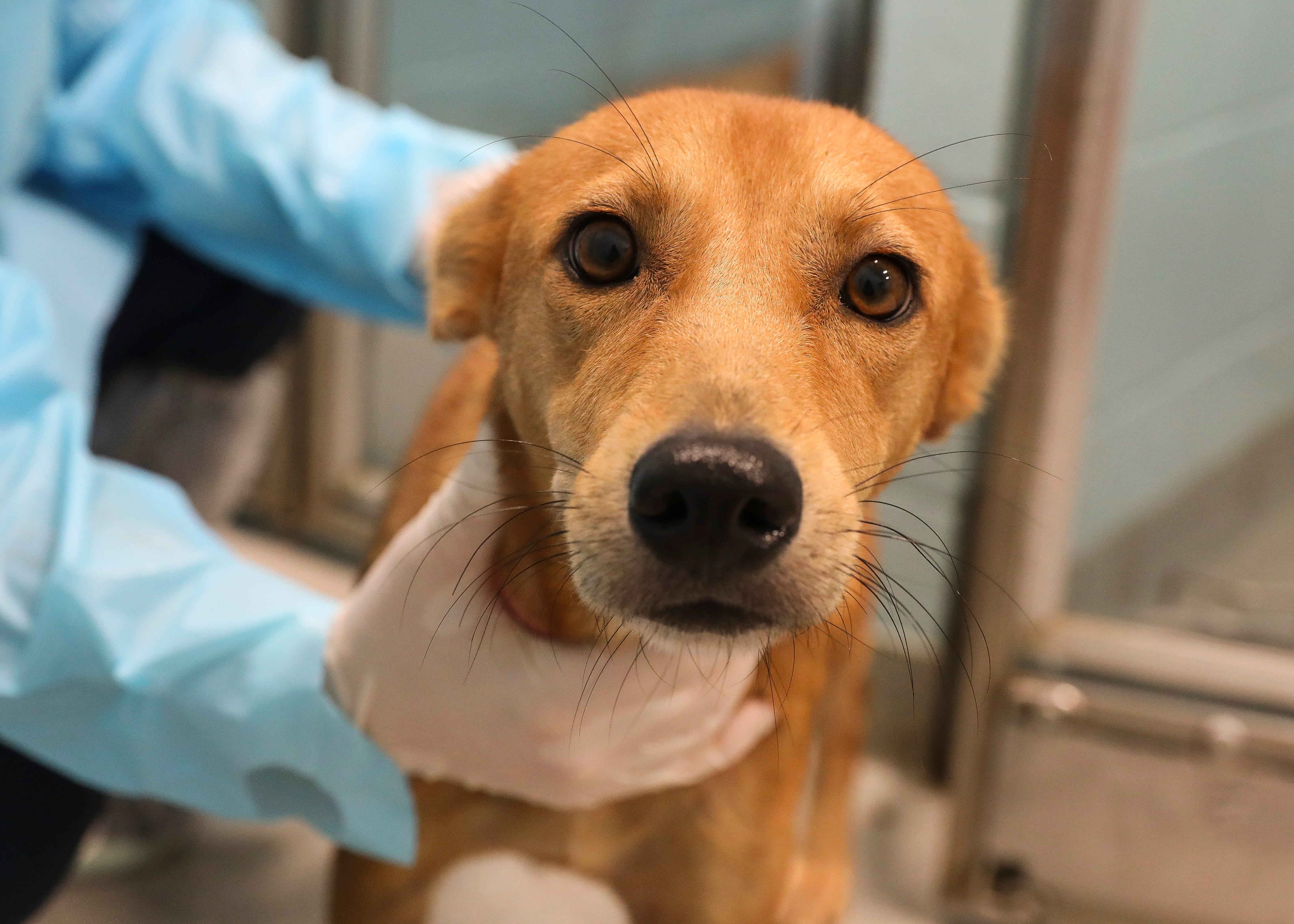 treasure coast humane society dogs