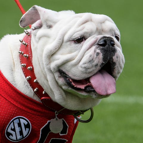 Georgia Bulldogs mascot UGA on the field during th
