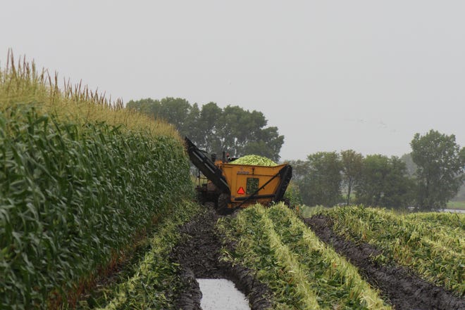 Machinery battles its way through a soggy field in a quest to harvest sweet corn in Fond du Lac County on Sept. 22.