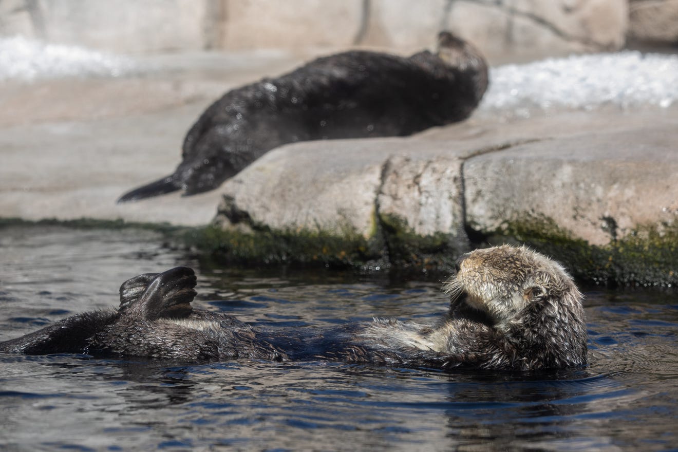 Sea Otters Monterey Bay Aquarium Raising Orphaned Pups 