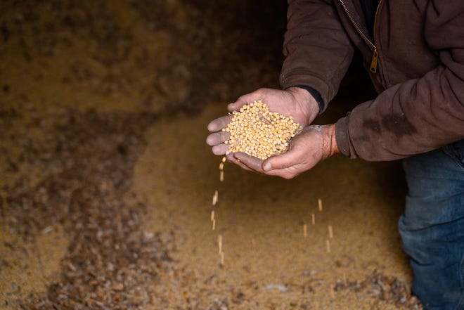 Dan Keenan, co-owner of Keenan Farms and fifth-generation farmer, shows commercial soybeans that will be used for animal feed, industrial use, biofuels and lubricants by customers inside a silo at his farm in Merrill on Monday, May 20, 2019. Soybeans are a key factor in the U.S.-China trade dispute.