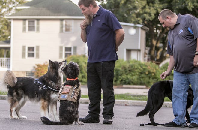 Veteran Service Dogs executive director Kirk Lanam, center, works with his dog Cipher, at left, and Blackhawk, while client and veteran Nick Leist works with his own dog, Tess, a German shepherd, in back of the downtown Howell office Friday, Sept. 20, 2019.
