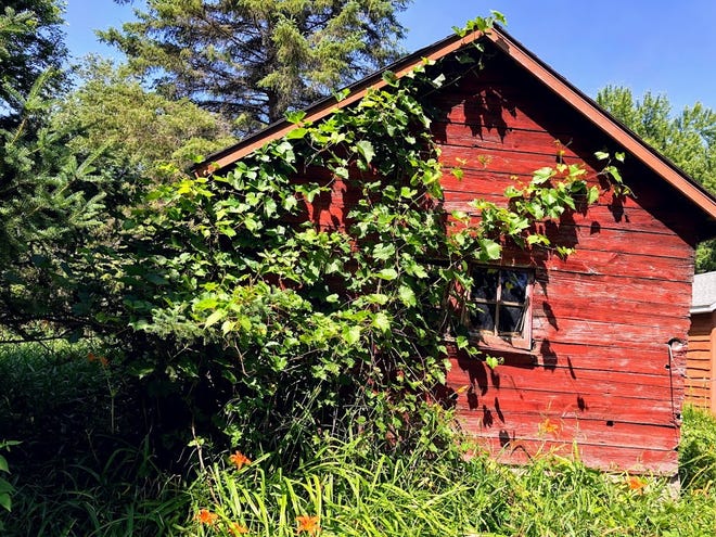 Grapevines on the woodshed.