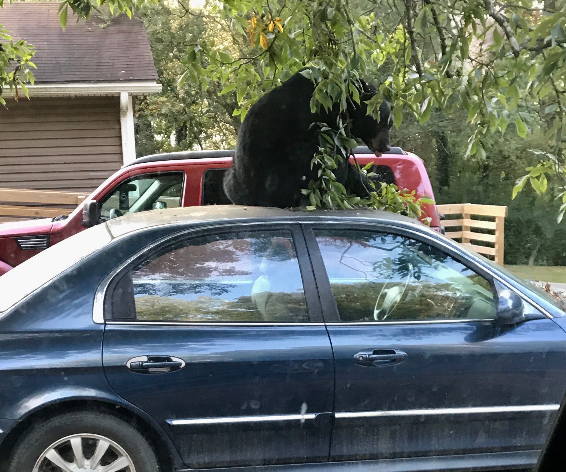 WNC Bear hunting season starts with healthy, growing population Acquanyc