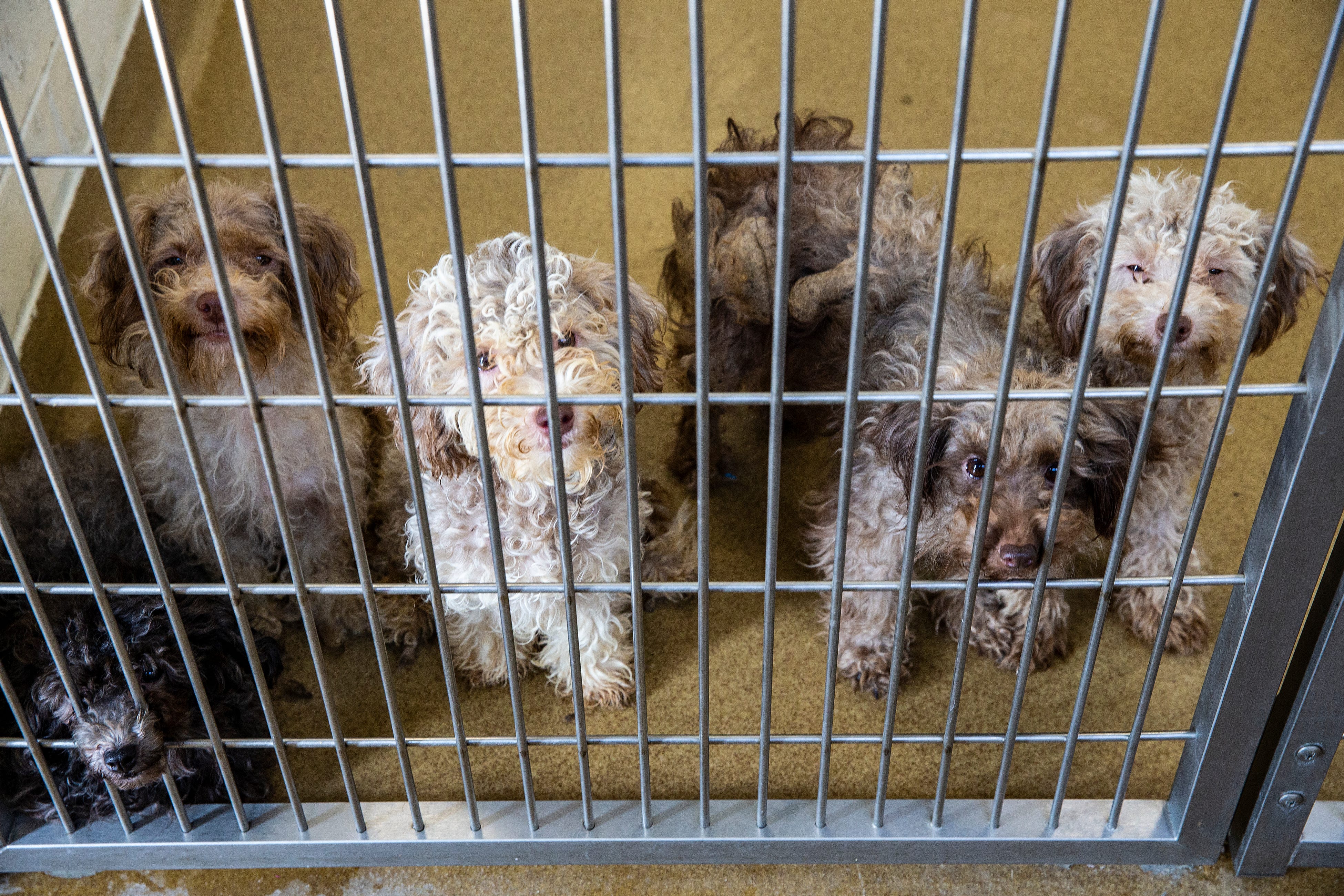 humane society of warren county ohio