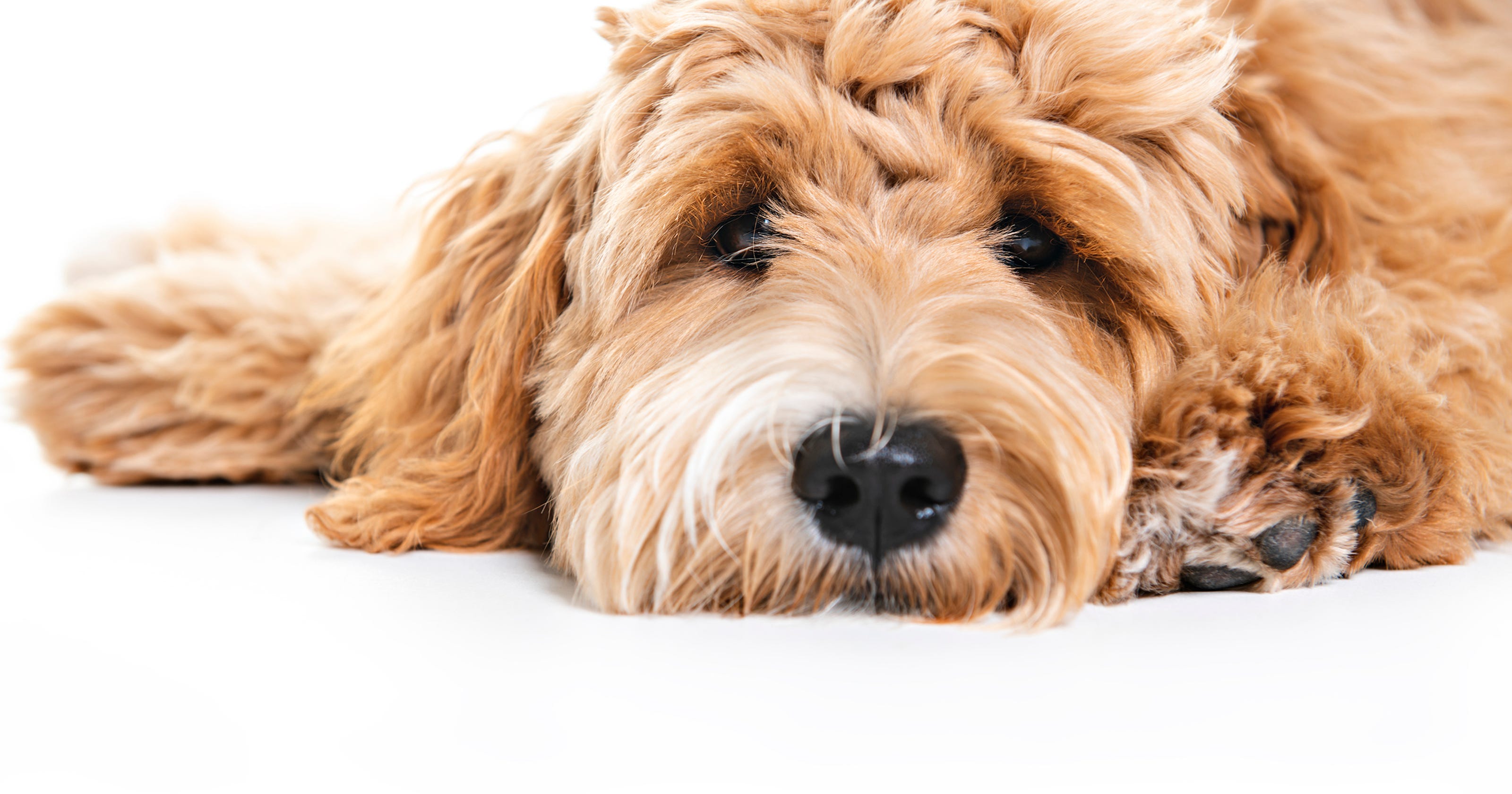 5 most popular dog breeds in Detroit Labradoodle tops list