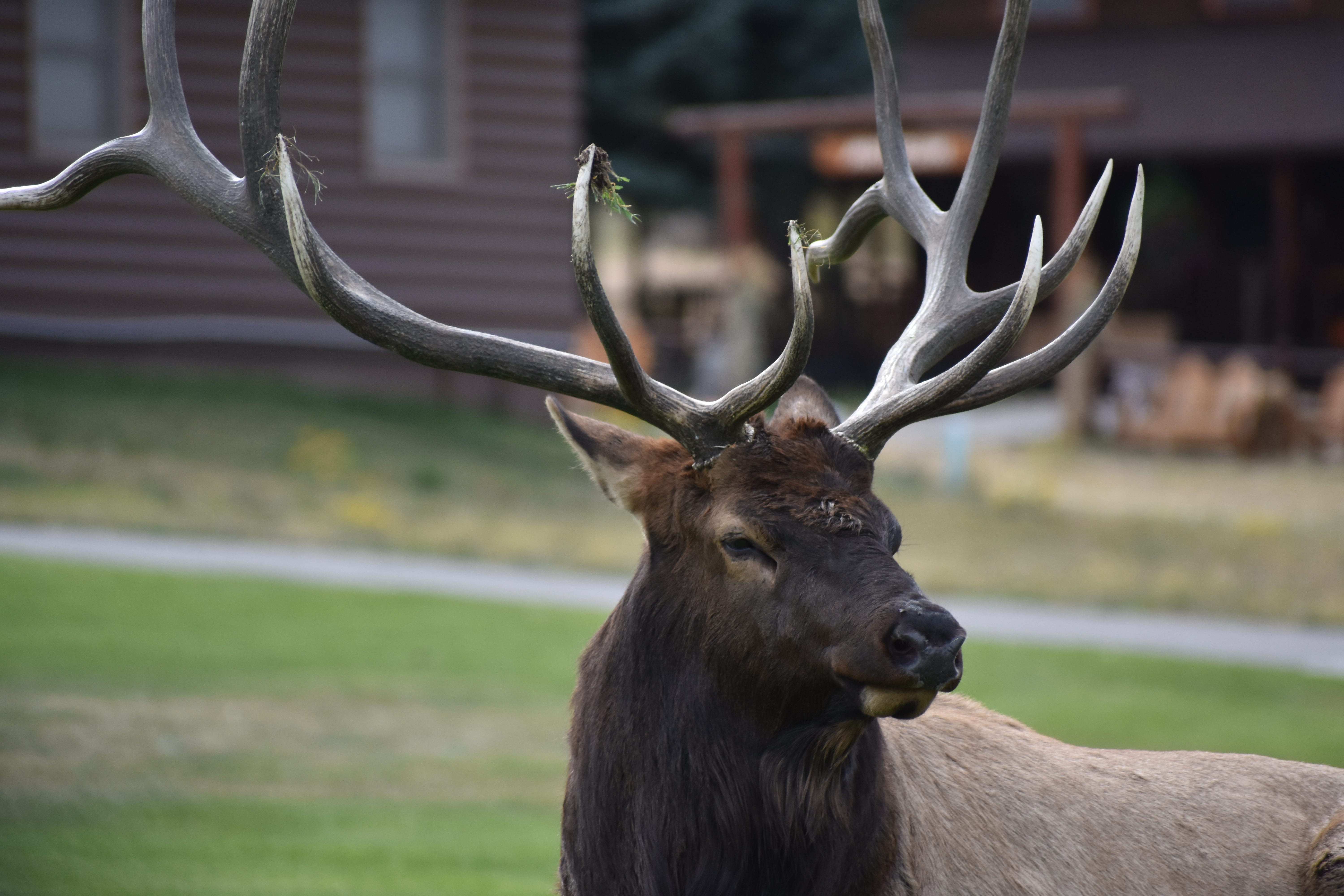 Male Elk running through Fort Collins , Dept. of Wildlife on scene