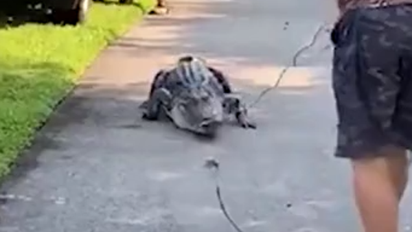 FWC worked together to capture a 9-foot alligator 