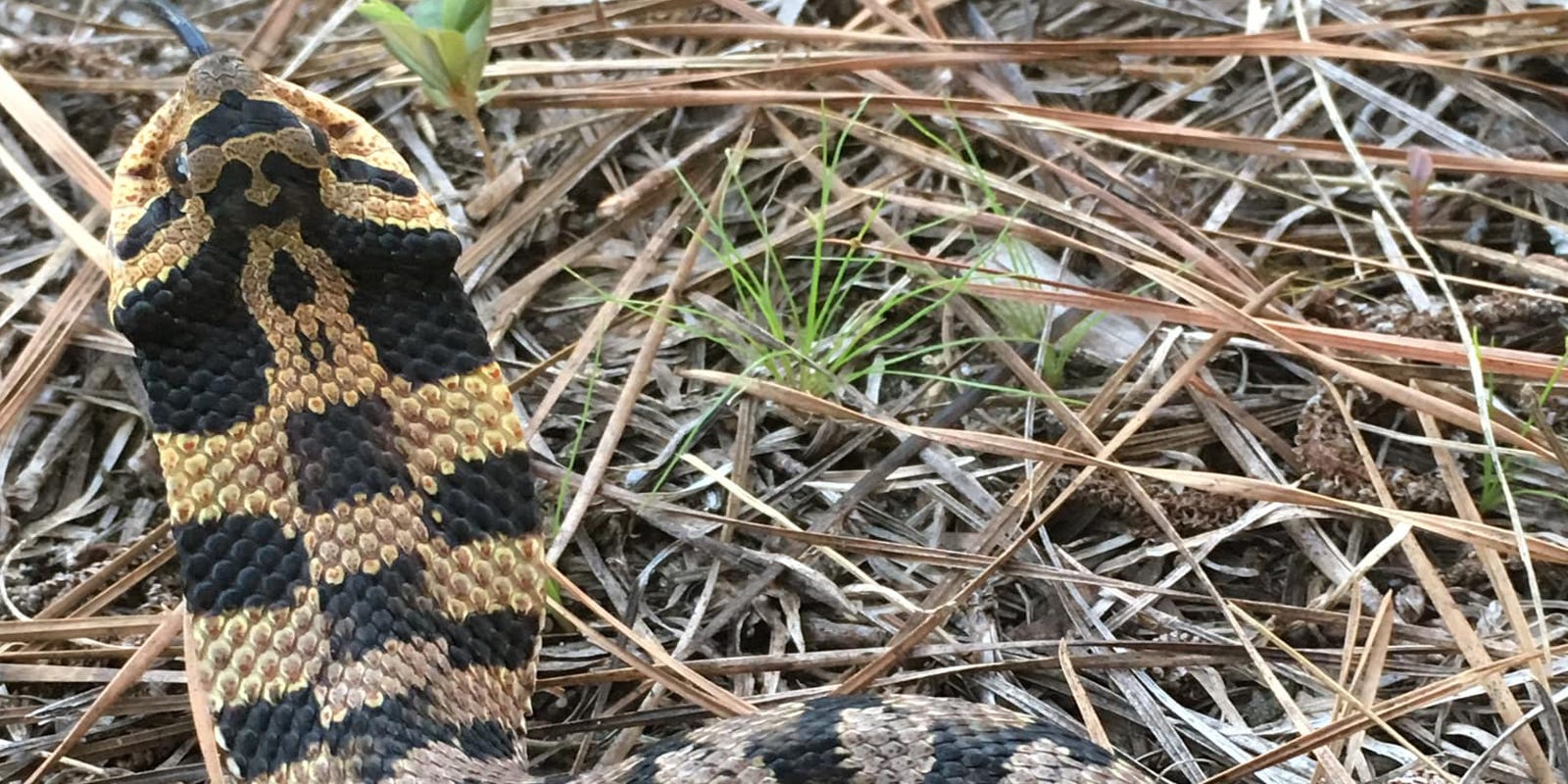 Hognose snakes Here's what they look and act like, and it's funny