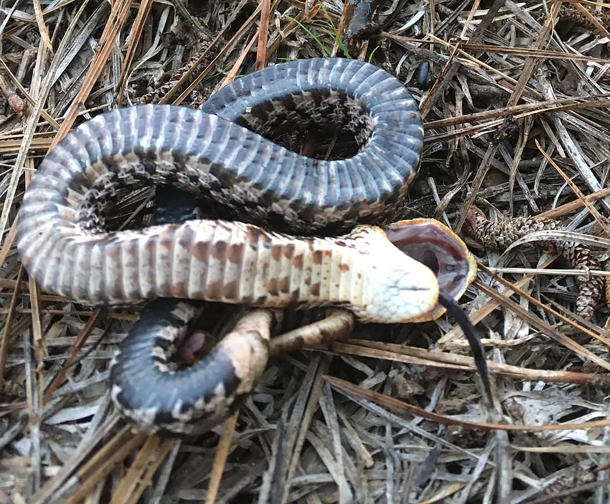 Hognose Snakes Here S What They Look And Act Like And It S Funny