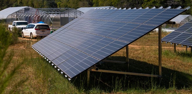 Solar panels on Ireland Farms in Alpine, Ala., are seen on Wednesday September 25, 2019. A Democratic candidate for Public Service Commission President has sued the PSC over a video recording ban of a November 21 meeting on solar panel fees.