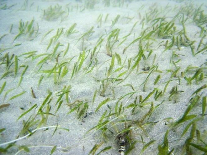 Johnson’s sea grass (Halophila johnsonii) is found only in southeast Florida, including the southern half of the lagoon. Johnson’s sea grass is short, one to two inches long, with paired leaves that have central veins originating from a single node on a rhizome. It can form dense patches, with patches often split between deep water and shallow shoals, possibly due to competition for light with larger species. Johnson’s sea grass was named in honor of J. Seward Johnson Sr., founder of Harbor Branch Oceanographic Institution in Fort Pierce. The National Marine Fisheries Service considers Johnson’s sea grass to be a threatened species under the Endangered Species Act, due to its limited ability to reproduce and its limited distribution.