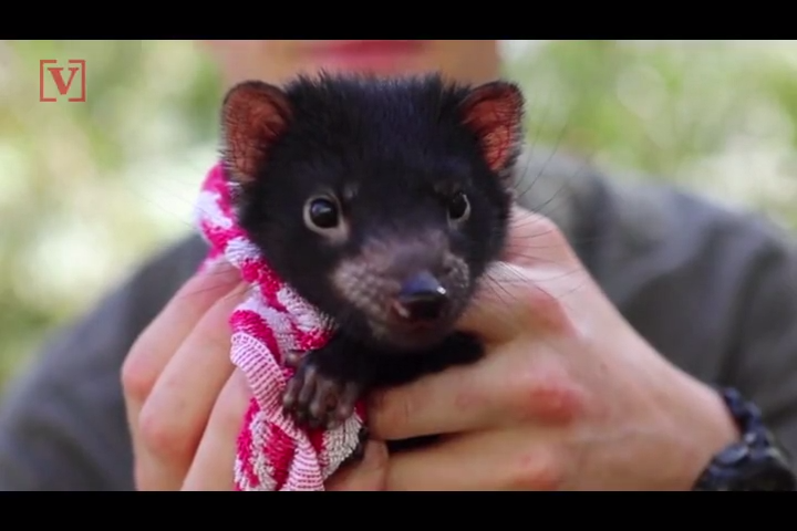 Eight Tasmanian Devil Babies Introduced Into Australian Wildlife Park tasmanian-devil-san-diego-zoo-kids