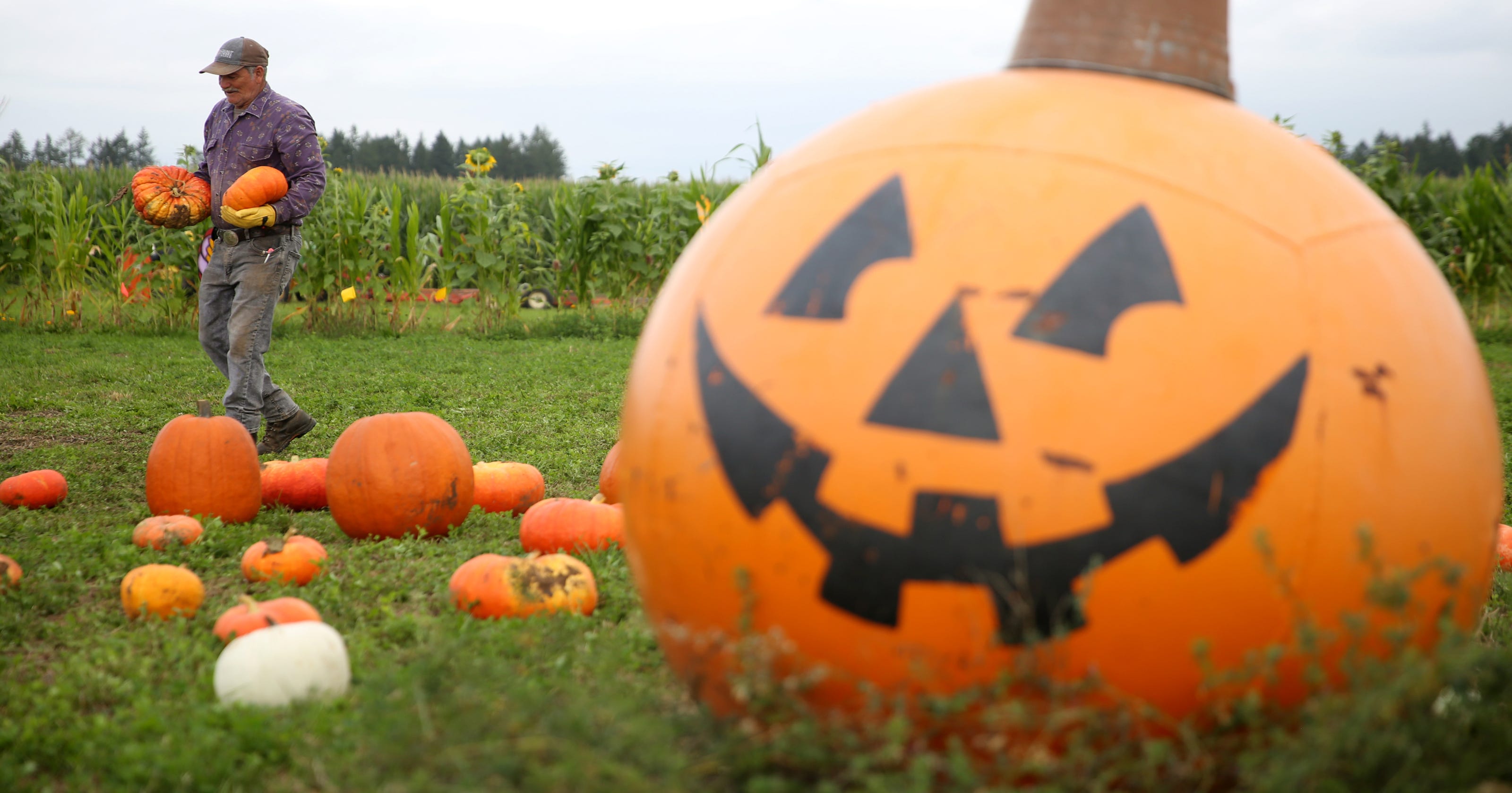 Harvest festivals Pumpkin patches and corn mazes in Salem fall 2019