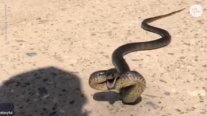 Pennsylvania Woman Bitten By Copperhead Snake While Doing Laundry Pennsylvania Woman Bitten By Copperhead Snake While Doing Laundry