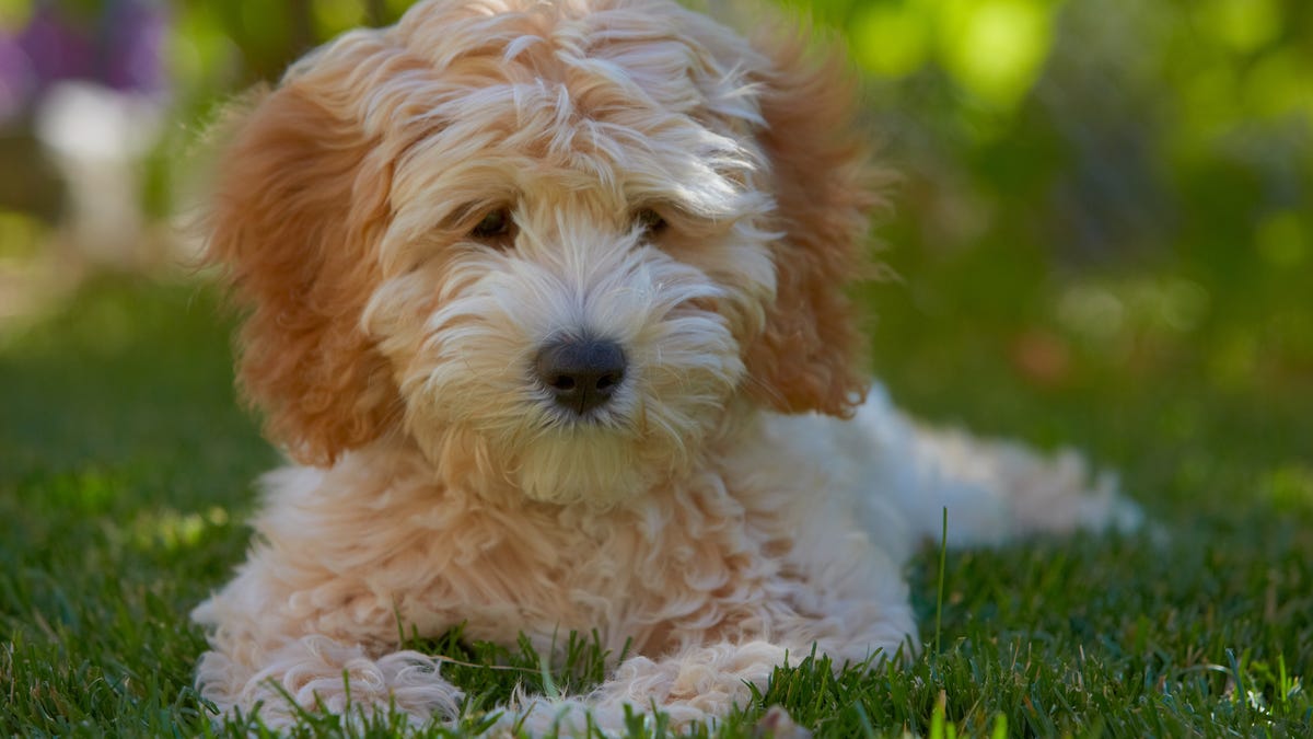 Labradoodle puppy