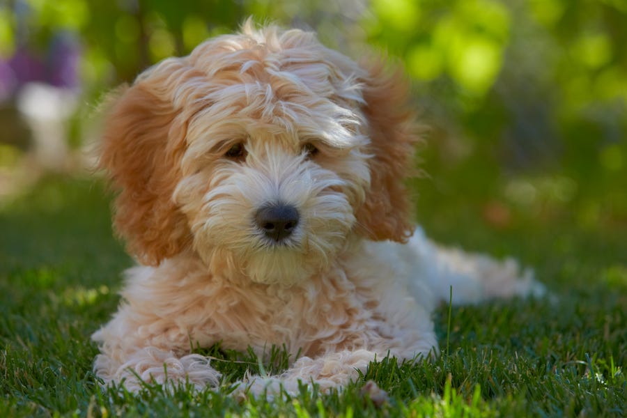 Labradoodle puppy