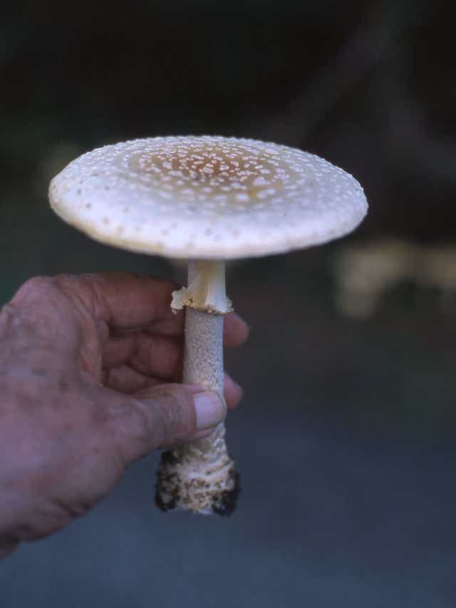 Poffenbaugh Gardening Advice Mushrooms Tips And Myths