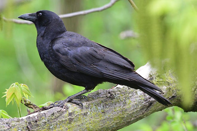 The American crow is one of the area's more misunderstood creatures.