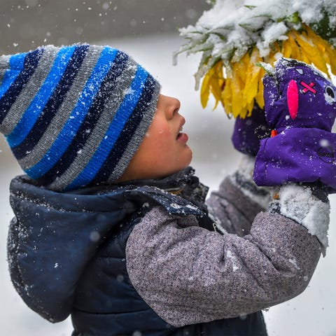 Connor Cruz, age 5, inspects snow laden sunflowers