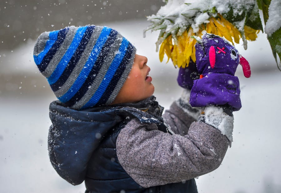 Connor Cruz, age 5, inspects snow laden sunflowers during a snow storm, Saturday, Sept. 28, 2019, in Great Falls, Mont.