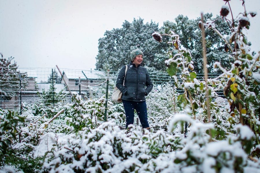 Garden City Harvest grower Brihannala Morgan gazes over her five-row plot after harvesting the last of what she could from the plants in snow that hit Missoula, Mont.,  Sept. 29, 2019. Morgan got the last of her tomatoes and peppers, hoping they will ripen off the vine at home rather than freeze in the garden.