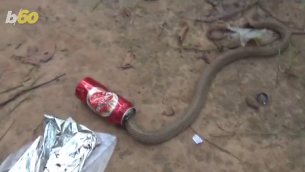 Talk about a beer with some bite! A snake with a b
