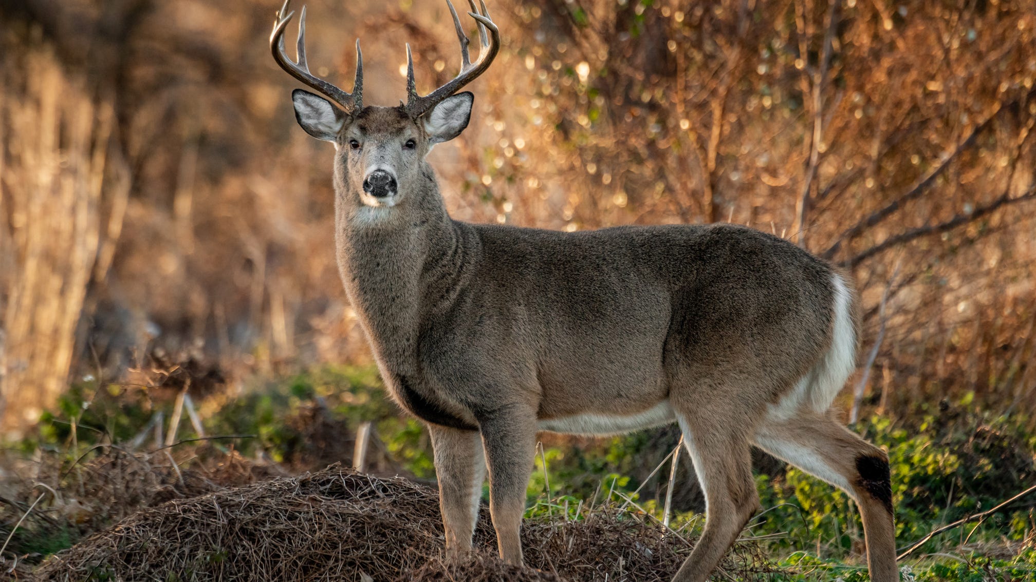 Coronavirus is spreading in deer. Will it slow human immunity?