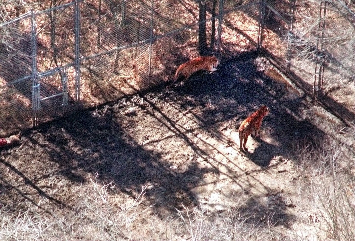 Jackson Tiger Lady: Former big cat preserve may become industrial park Jackson Tiger Lady: Former big cat preserve may become industrial park
