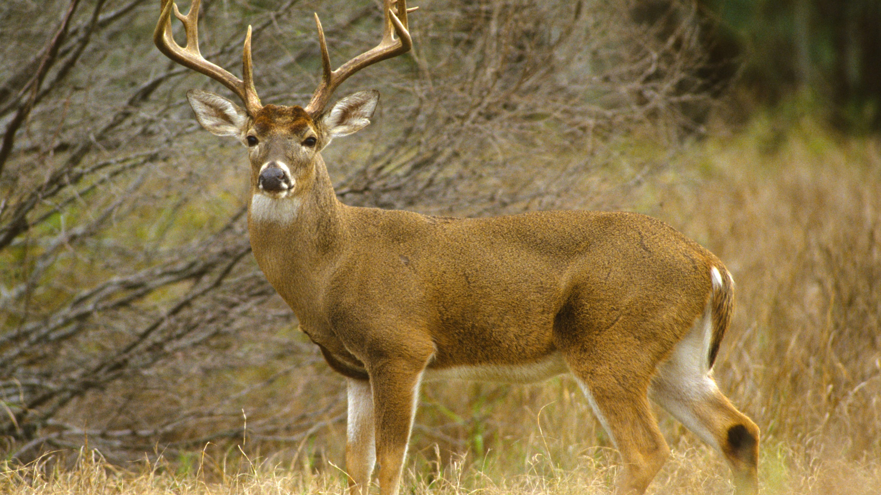Deer
