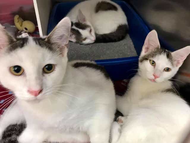 South Jersey Regional Animal Shelter Grows To Love Cats