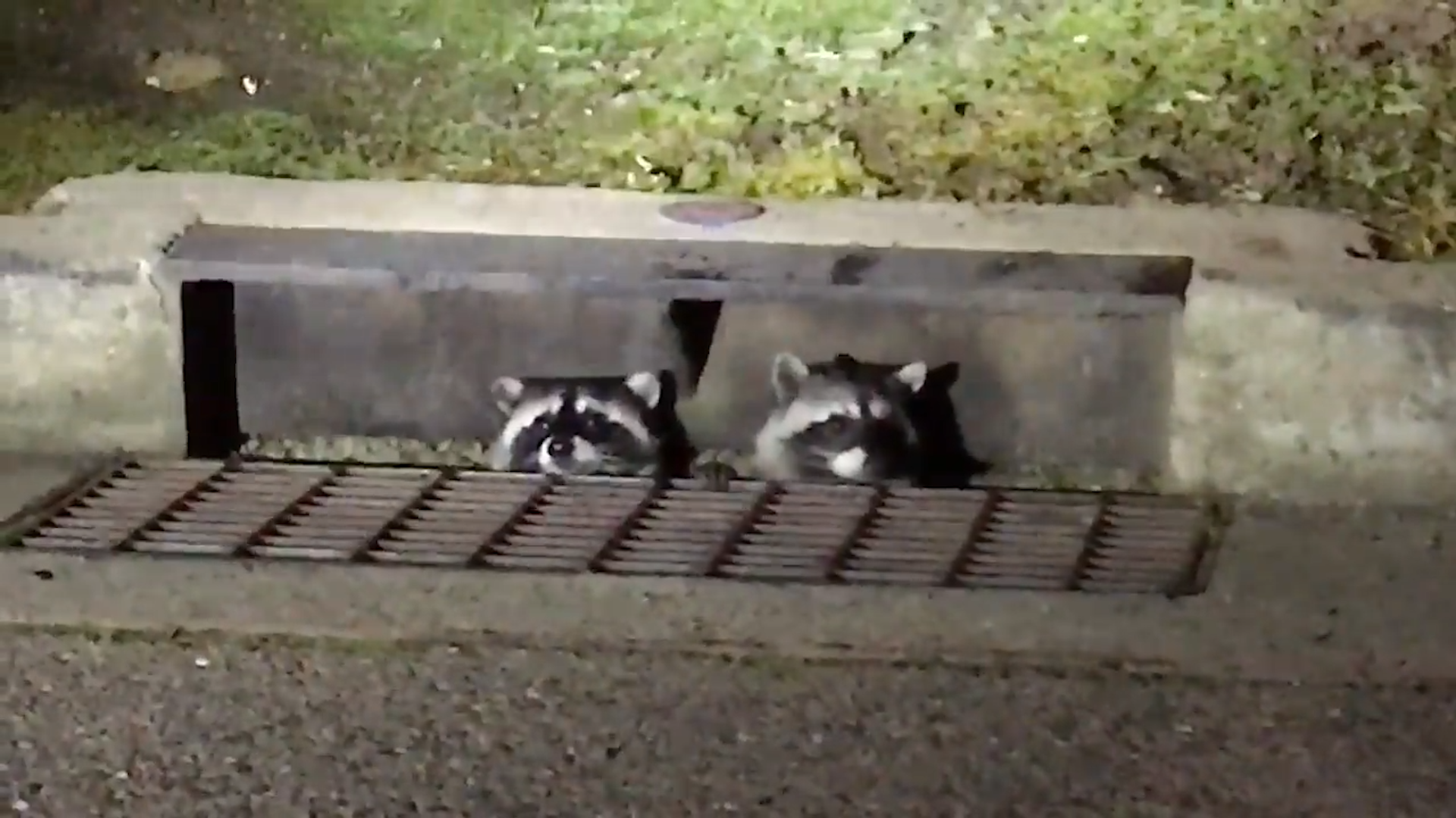 Raccoons can get into really weird places