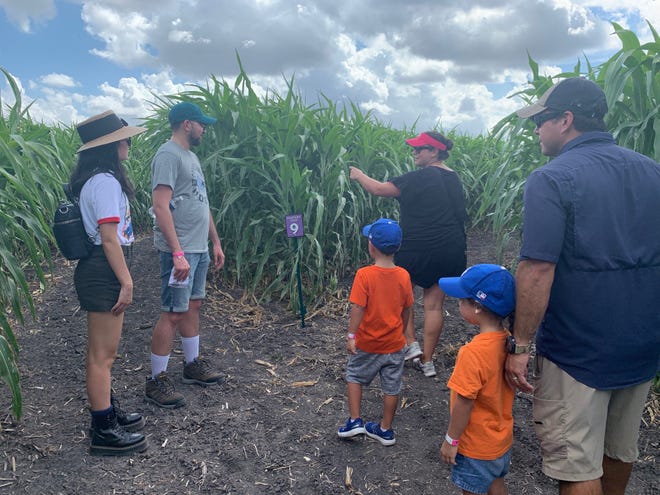 Visitors attempt to navigate their way through the corn mazes at Rockin' K Farms in Robstown on Saturday, Sept. 28, 2019.