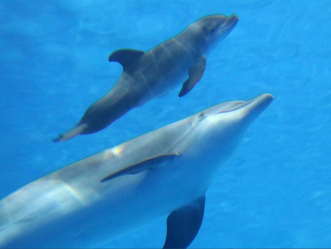 File: A male Atlantic bottlenose dolphin.