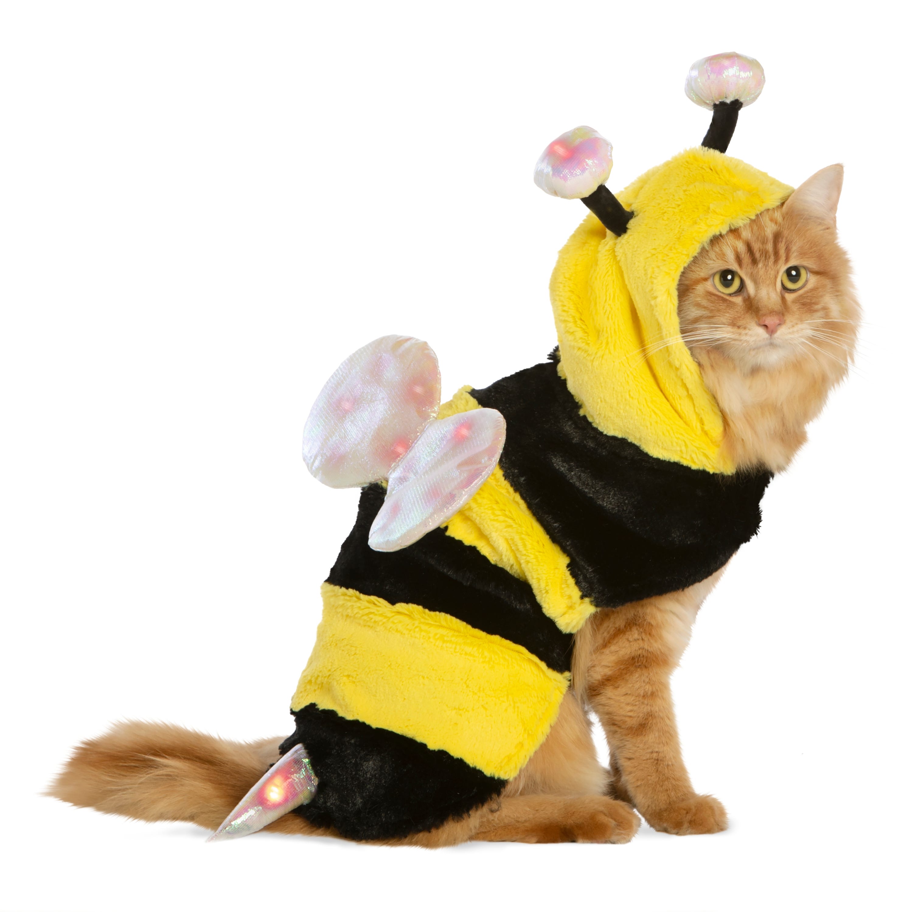cat bee costume