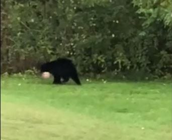 Answer Man Bear Proof Trash Cans Really Bear Proof